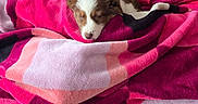 Bounty participe au concours pour gagner de l'argent avec cette photo : puppy, dog, sleeping, brown_and_white, pet, animal, cute, blanket, pink, couch, sofa, indoors, cozy, nap, resting, closed_eyes, furry, young_dog, home, fabric
