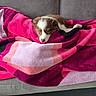 puppy, dog, sleeping, brown_and_white, pet, animal, cute, blanket, pink, couch, sofa, indoors, cozy, nap, resting, closed_eyes, furry, young_dog, home, fabric