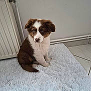 Bounty participe au concours pour gagner de l'argent avec cette photo : puppy, dog, brown_and_white, floppy_ears, blue_eyes, sitting, portrait, pet, animal, furry, fluffy, white_chest, indoor, rug, radiator, tile_floor, wall, home, cute, photography