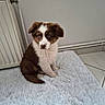 puppy, dog, brown_and_white, floppy_ears, blue_eyes, sitting, portrait, pet, animal, furry, fluffy, white_chest, indoor, rug, radiator, tile_floor, wall, home, cute, photography