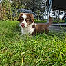 puppy, dog, brown_and_white, fluffy, grass, outdoor, garden, nature, animal, pet, lying_down, licking_nose, tongue, tail, portrait, close_up, trees, fence, trampoline, sunlight