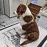 Bounty a rejoint le concours — aidez-le/la à gagner de superbes lots ! puppy, dog, brown_and_white, fluffy, sitting, portrait, photocopier, office, indoors,  tiled_floor, staircase, bathroom, appliance, pet, animal, side_profile, tail, fur, reflection, funny