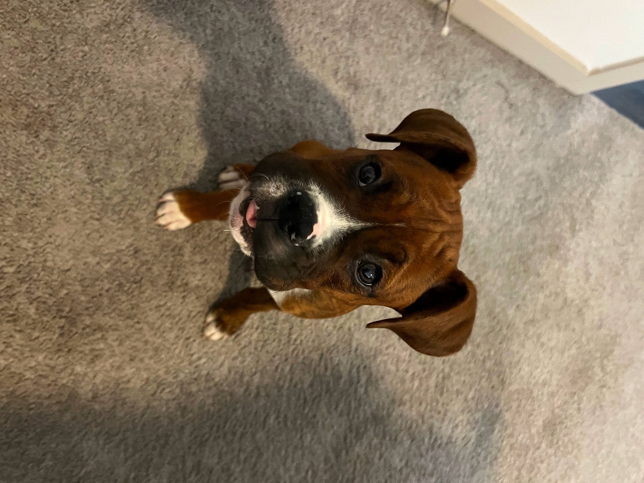 Creed is registered to the contest to win money with this photo: ball, canidae, carnivore, companion_dog, dog, dog_breed, ear, fawn, flooring, fur, hardwood, paw, pet_supply, sporting_group, tail, terrestrial_animal, toy_dog, whiskers, wood, working_animal