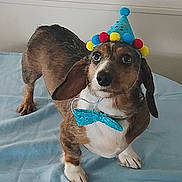 Rembrandt is registered to the contest to win money with this photo: dog, party_hat, bow_tie, brown_dog, small_dog, cute, pet, animal, indoors, costume, blue, fabric, fur, ears, eyes, snout, legs, paws, celebration, playful