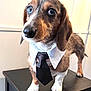 animal, black, brown, business, closeup, collar, cute, dachshund, dog, ears, expression, fur, indoor, looking_away, paws, pet, portrait, standing, tie, white