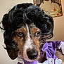 dog, costume, wig, purple_clothing, lace, portrait, indoor, wall, decor, brown_dog, white_fur, black_wig, pet, animal, funny, dress_up, portrait_frame, home, closeup, expression