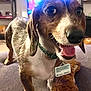 dog, dachshund, pet, toy, indoor, living_room, happy, playful, couch, closeup, brown, white, collar, furniture, animal, domestic_animal, snout, ears, tongue, face