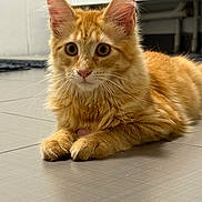 Zitrouille a rejoint le concours — aidez-le/la à gagner de superbes lots ! cat, orange_tabby, feline, pet, animal, indoor, floor, tile, whiskers, ears, paws, fur, alert, cute, domestic, mammal, laying, resting, young_cat, kitten