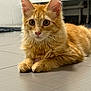 cat, orange_tabby, feline, pet, animal, indoor, floor, tile, whiskers, ears, paws, fur, alert, cute, domestic, mammal, laying, resting, young_cat, kitten