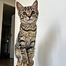 alert, animal, brown, cat, curious, cute, domestic, ears, feline, fur, indoor, kitten, paw, pet, scratching_post, small, striped, tabby, whiskers, young