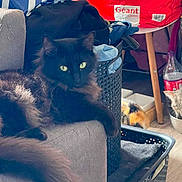 Hades a rejoint le concours — aidez-le/la à gagner de superbes lots ! black_cat, green_eyes, fluffy_cat, couch, laundry_basket, clutter, shopping_bag, household, indoor, pet, feline, resting, cozy, domestic, fur, animal, two_cats, bowl, floor, wooden_leg
