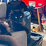 black_cat, green_eyes, fluffy_cat, couch, laundry_basket, clutter, shopping_bag, household, indoor, pet, feline, resting, cozy, domestic, fur, animal, two_cats, bowl, floor, wooden_leg