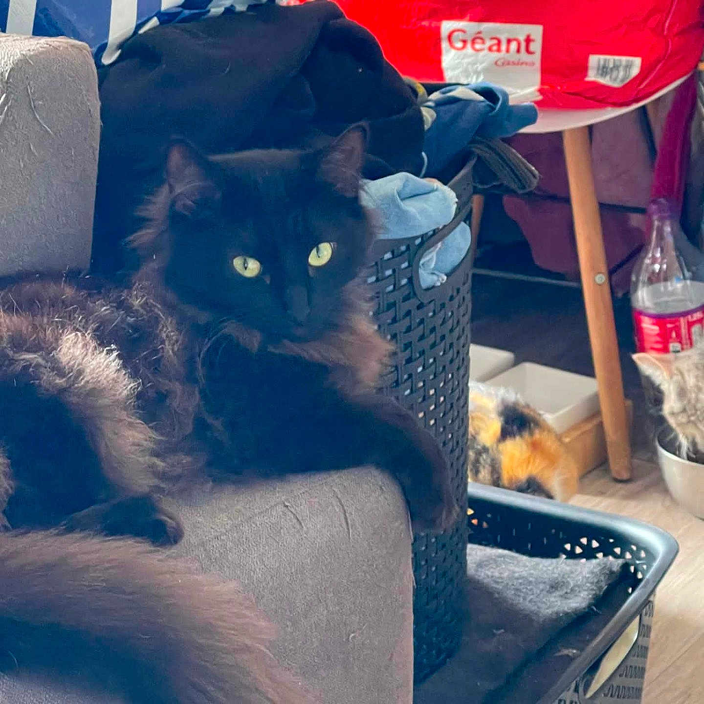 Hades a rejoint le concours — aidez-le/la à gagner de superbes lots ! black_cat, green_eyes, fluffy_cat, couch, laundry_basket, clutter, shopping_bag, household, indoor, pet, feline, resting, cozy, domestic, fur, animal, two_cats, bowl, floor, wooden_leg