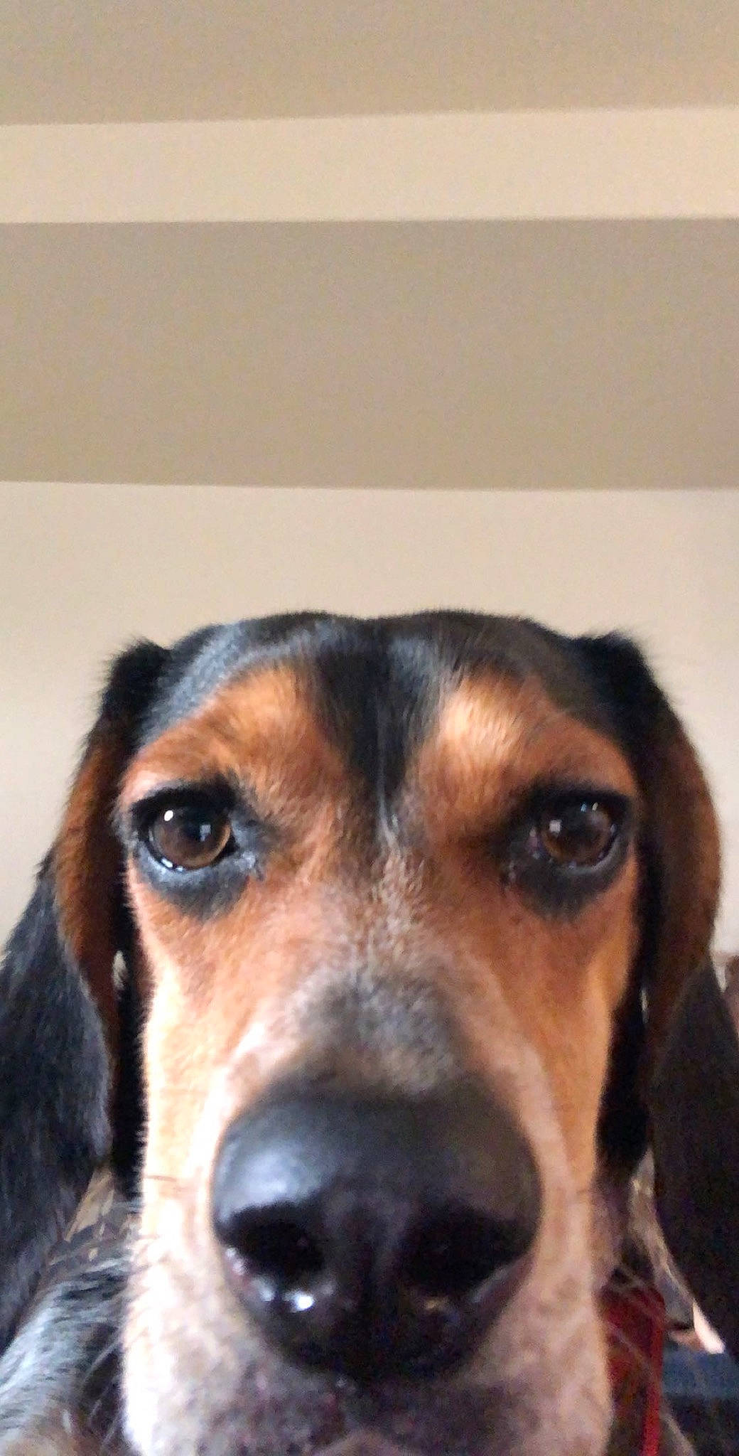 Banjo is registered to the contest to win money with this photo: beagle, beaglier, canidae, carnivore, companion_dog, dog, dog_breed, fawn, fur, hound, hunting_dog, pocket_beagle, puppy, scent_hound, snout, sporting_group, terrestrial_animal, whiskers, working_animal, working_dog