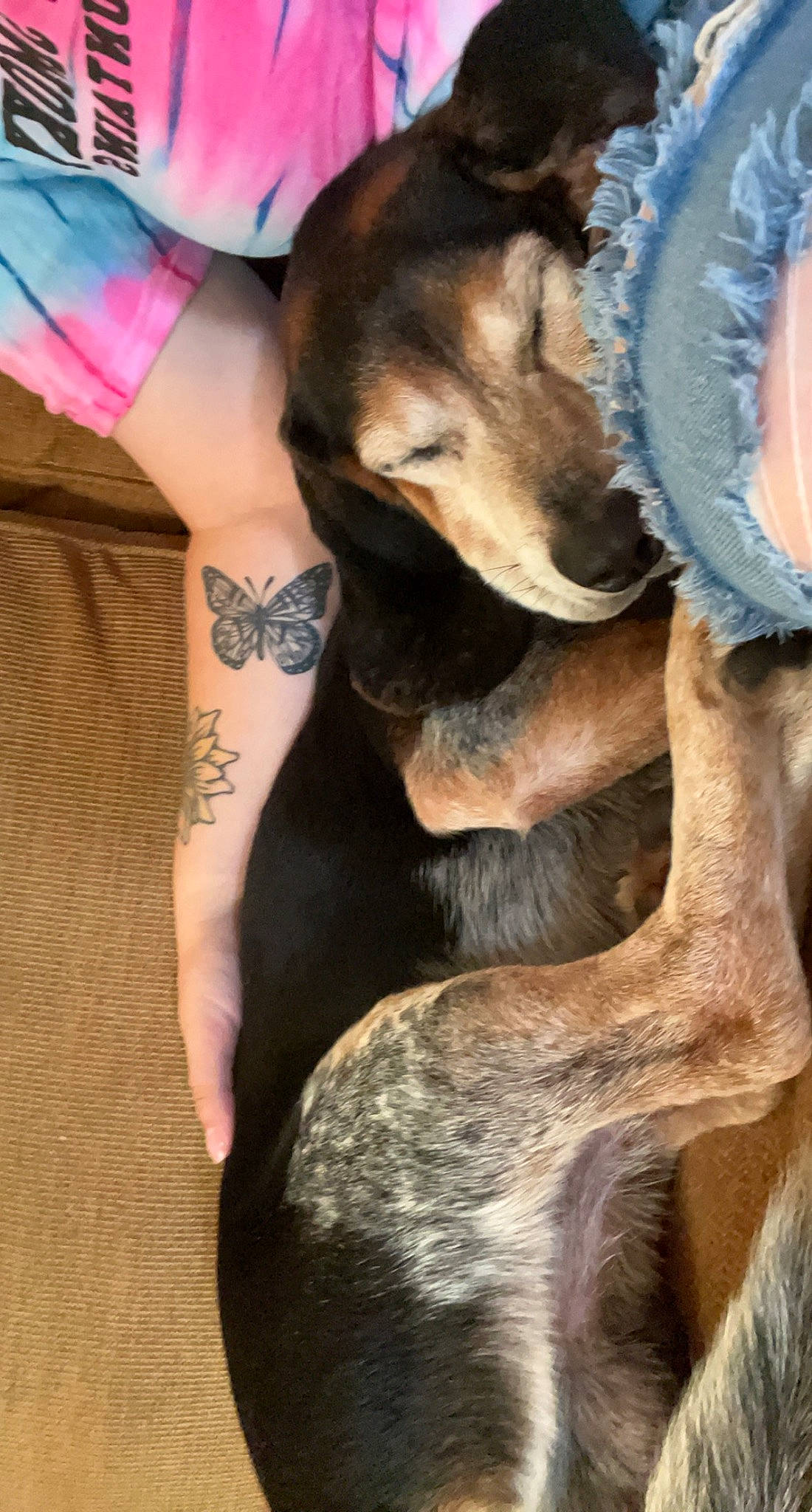 Banjo is registered to the contest to win money with this photo: calf, canidae, carnivore, companion_dog, dog, dog_breed, fawn, foot, fur, human_leg, knee, nail, paw, snout, sporting_group, temporary_tattoo, terrestrial_animal, thigh, working_animal, wrist