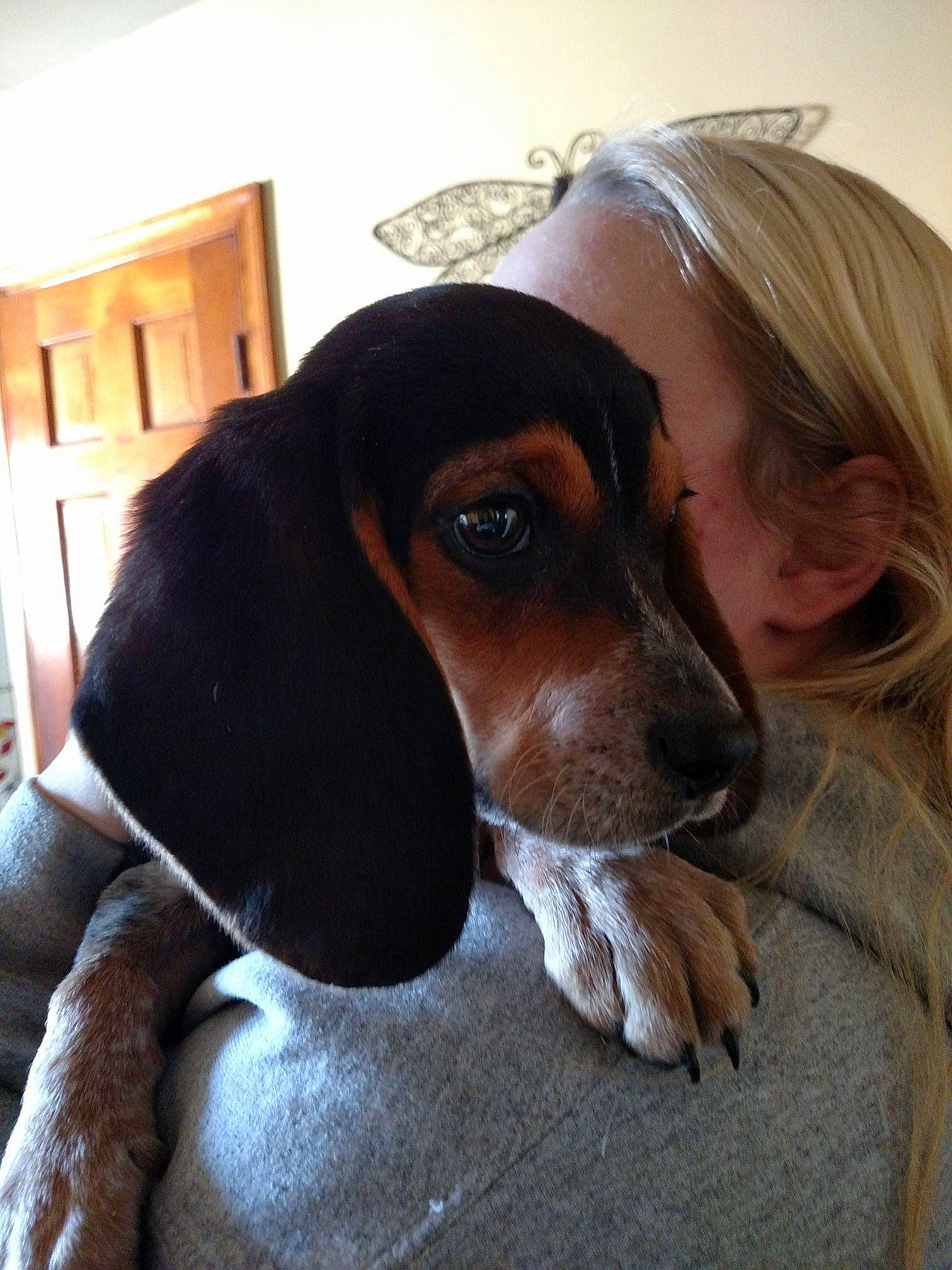 Banjo is registered to the contest to win money with this photo: basset_artesien_normand, beagle, canidae, carnivore, comfort, companion_dog, dog, dog_breed, ear, fawn, finnish_hound, fur, hound, hunting_dog, liver, scent_hound, snout, sporting_group, whiskers, working_animal