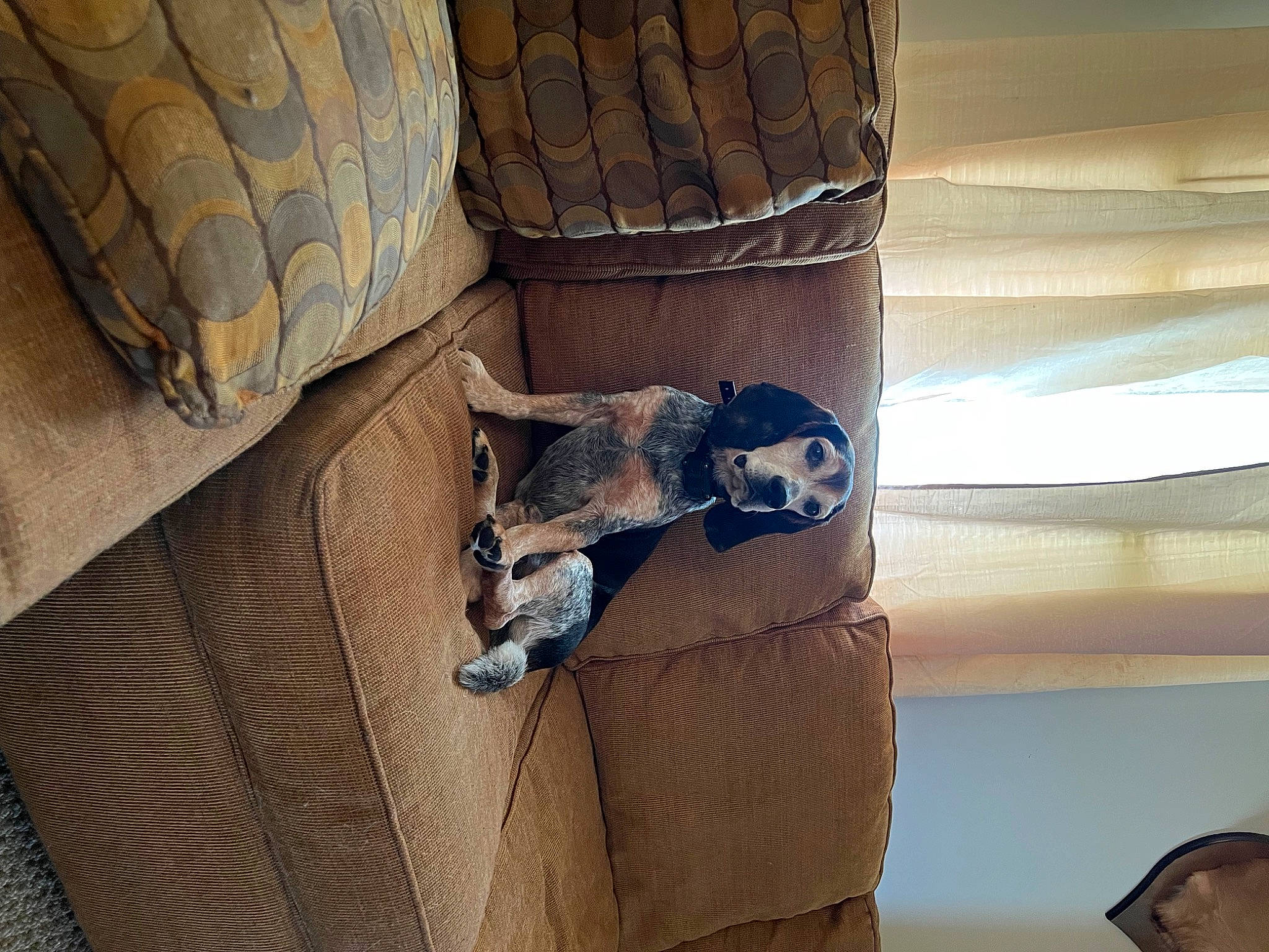 Banjo joined the competition — help win amazing prizes! armrest, automotive_tire, carnivore, comfort, companion_dog, felidae, flooring, hardwood, pattern, room, shade, shadow, sporting_group, tints_and_shades, tread, wood