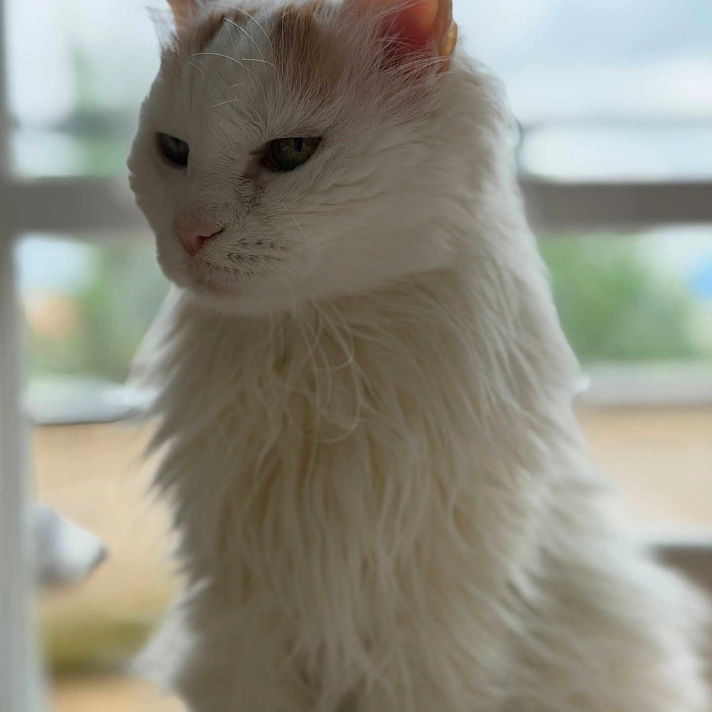 Pamouk a rejoint le concours — aidez-le/la à gagner de superbes lots ! cat, white_cat, fluffy, pet, animal, portrait, indoor, window, natural_light, fur, whiskers, ears, face, closeup, domestic_animal, looking_away, soft_light, blurred_background, calm, serene