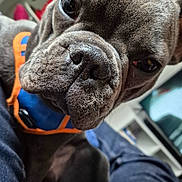 Aston a rejoint le concours — aidez-le/la à gagner de superbes lots ! dog, french_bulldog, close_up, pet, indoor, harness, blue, orange, nose, face, animal, canine, curious, fur, snout, ears, eyes, domestic_animal, companion, portrait