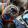 dog, french_bulldog, close_up, pet, indoor, harness, blue, orange, nose, face, animal, canine, curious, fur, snout, ears, eyes, domestic_animal, companion, portrait