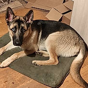Atlas participe au concours pour gagner de l'argent avec cette photo : dog, german_shepherd, pet, mat, indoor, wood_floor, cardboard_boxes, dog_bed, fur, ears, tail, eyes, blue_eye, heterochromia, portrait, laying, looking_at_camera, canine, home, floor