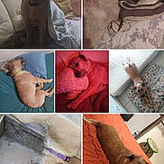 Leya participe au concours pour gagner de l'argent avec cette photo : dog, pet, collage, blanket, pillow, bed, couch, sleeping, napping, toy, corn_toy, stairs, collar, fur, indoor, cozy, relaxed, lying_down, closeup, mutt