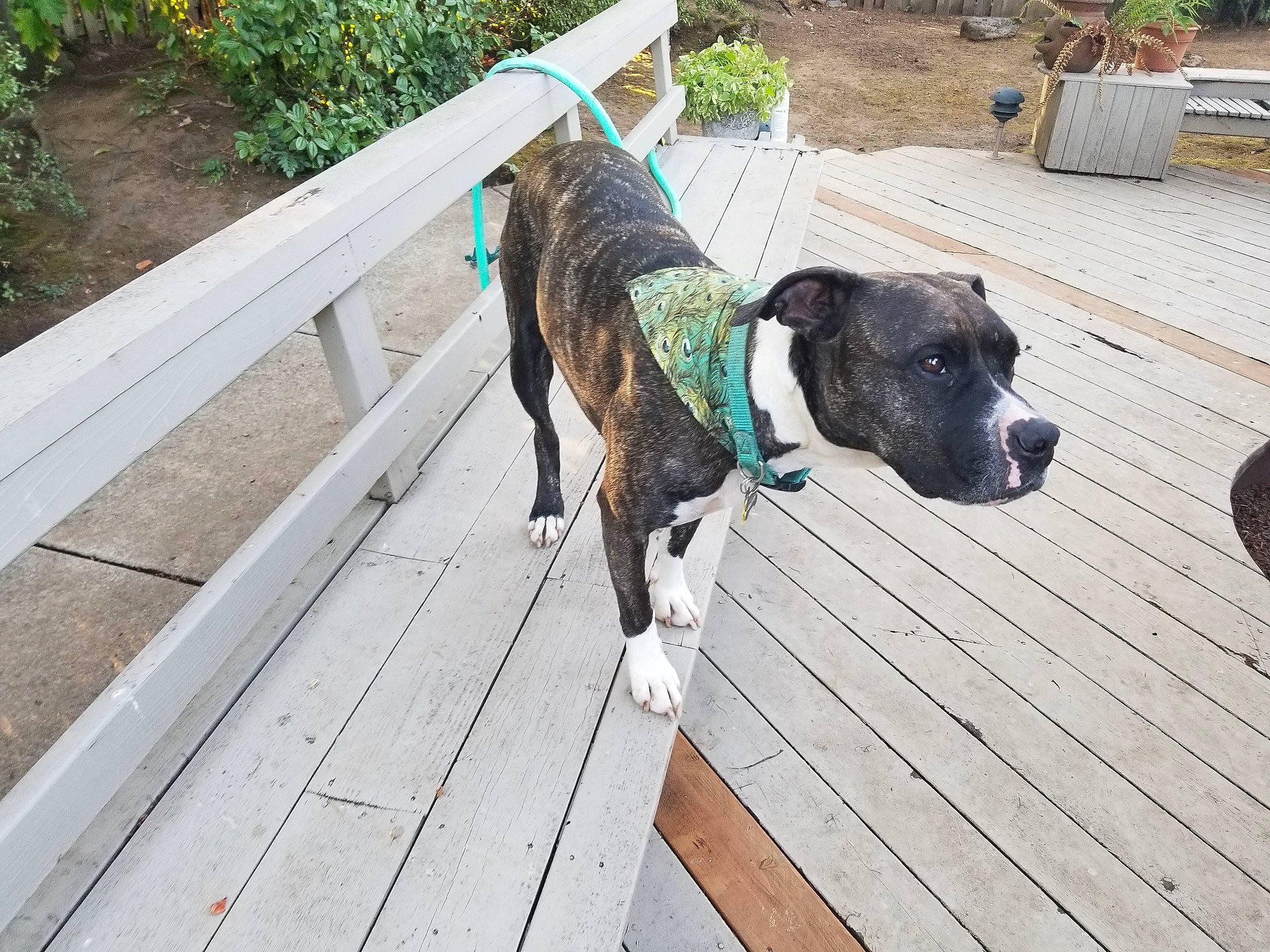 Lillith is registered to the contest to win money with this photo: alano_espanol, alaunt, american_bulldog, american_pit_bull_terrier, american_staffordshire_terrier, canidae, carnivore, collar, dog, dog_breed, dog_collar, fawn, leash, mammal, non_sporting_group, perro_de_presa_canario, pit_bull, snout, sporting_group, staffordshire_bull_terrier