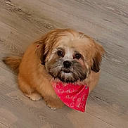 Luna De Leon is registered to the contest to win money with this photo: adorable, animal, bandana, brown_fur, closeup, companion_animal, cute, dog, floor, fluffy, indoors, looking_up, pet, pet_photography, portrait, red_bandana, shaggy, sitting, small_dog, wooden_floor