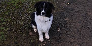 Sweet a rejoint le concours — aidez-le/la à gagner de superbes lots ! alert, animal, black_and_white, canine, collar, companion, curious, cute, dog, fur, gravel, ground, loyal, moss, nature, outdoor, pet, quiet, sitting, waiting
