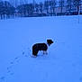 Sweet participe au concours pour gagner de l'argent avec cette photo : animal, black_and_white, canine, cold, daytime, dog, field, footprints, frozen, houses, landscape, nature, outdoor, quiet, scenery, serene, snow, snowfall, trees, winter