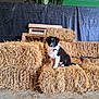agriculture, animal, barn, black_and_white, canine, collar, curious, cute, dog, farm, floor, fur, hay_bales, indoor, pet, puppy, sitting, straw, wooden_pallets, young_dog