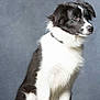 Sweet a rejoint le concours — aidez-le/la à gagner de superbes lots ! animal, black_and_white, border_collie, canine, collar, curious, cute, dog, ears, eyes, fluffy, fur, indoor, nose, paw, pet, portrait, puppy, sitting, studio