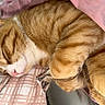 Michael Jackson is registered to the contest to win money with this photo: cat, orange_tabby, sleeping, pet, feline, whiskers, ears, paws, fur, striped_fur, pink_blanket, bed, bedding, indoors, cozy, nap, relaxed, close_up, animal_portrait, cute