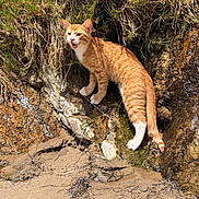 Michael Jackson is registered to the contest to win money with this photo: cat, ginger_cat, orange_cat, white_paws, animal, pet, feline, meowing, open_mouth, whiskers, ears, outdoors, rocky_terrain, creek, water, grass, sand, sunlight, nature, portrait