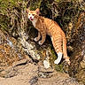 cat, ginger_cat, orange_cat, white_paws, animal, pet, feline, meowing, open_mouth, whiskers, ears, outdoors, rocky_terrain, creek, water, grass, sand, sunlight, nature, portrait