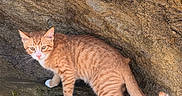 Michael Jackson joined the competition — help win amazing prizes! cat, kitten, orange_cat, white_paws, striped_fur, animal, pet, feline, whiskers, ears, tail, standing, walking, rock, cave, stone, outdoors, nature, portrait, curious