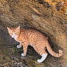 cat, kitten, orange_cat, white_paws, striped_fur, animal, pet, feline, whiskers, ears, tail, standing, walking, rock, cave, stone, outdoors, nature, portrait, curious