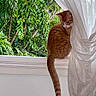 Michael Jackson joined the competition — help win amazing prizes! cat, ginger_cat, white_markings, animal, pet, window, curtain, window_ledge, tail, whiskers, ears, fur, orange_fur, indoor, outdoor, greenery, trees, nature, cozy, portrait