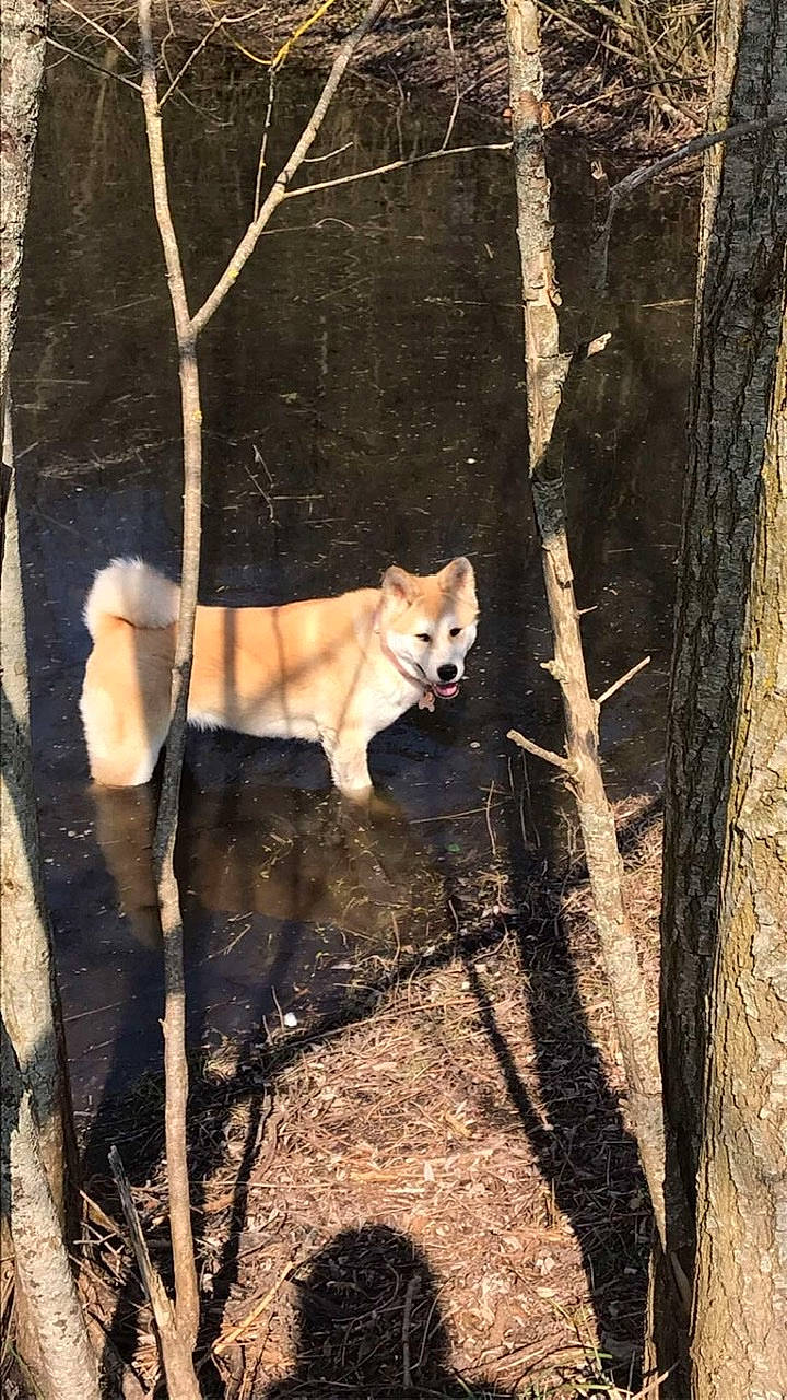 Kira a rejoint le concours — aidez-le/la à gagner de superbes lots ! carnivore, companion_dog, dog, dog_breed, fawn, felidae, forest, grass, small_to_medium_sized_cats, snout, spitz, sporting_group, tail, terrestrial_animal, tints_and_shades, tree, trunk, twig, whiskers, wood