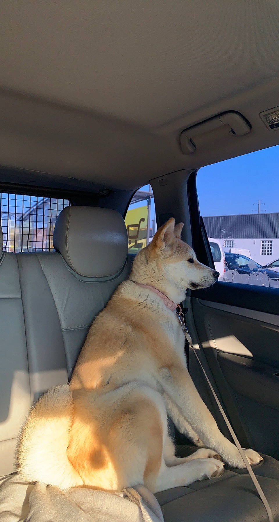 Kira a rejoint le concours — aidez-le/la à gagner de superbes lots ! automotive_exterior, automotive_mirror, car, car_seat, car_seat_cover, carnivore, collar, companion_dog, dog, dog_breed, fawn, hood, land_vehicle, mode_of_transport, motor_vehicle, sky, tints_and_shades, vehicle, vehicle_door, window
