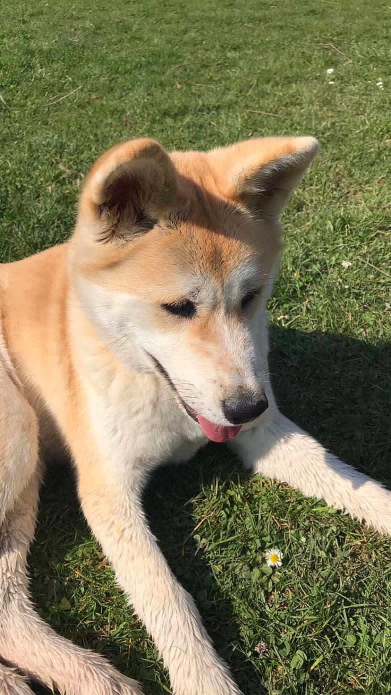 Kira