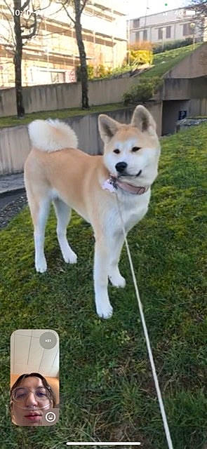 Kira participe au concours pour gagner de l'argent avec cette photo : ancient_dog_breeds, canidae, carnivore, collar, communication_device, companion_dog, dog, dog_breed, fawn, gadget, granny_smith, grass, mobile_phone, non_sporting_group, pet_supply, sporting_group, tail, terrestrial_animal, working_animal, working_dog