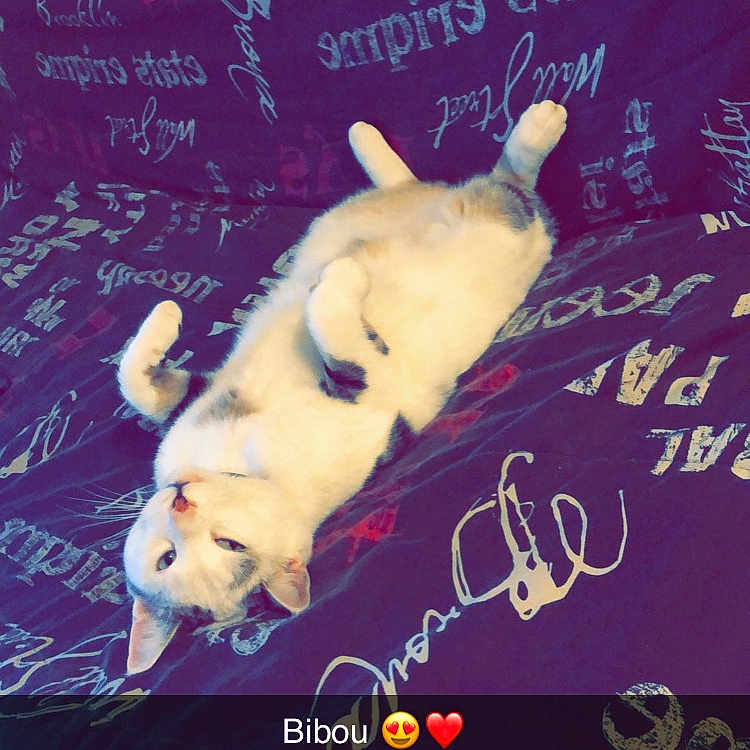 Romeo participe au concours pour gagner de l'argent avec cette photo : advertisement, animal, blackboard, canine, cat, dog, eskimodog, face, handwriting, head, husky, person, pet, photography, portrait, poster, puppy, purple, text, whitedog