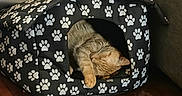 Roah joined the competition — help win amazing prizes! animal, cat, comfort, cozy, cute, domestic_cat, furniture, ginger_cat, home, household, indoor, mammal, paw_prints, pet_house, quiet, relaxing, resting, sleeping, soft_furnishings, wooden_floor