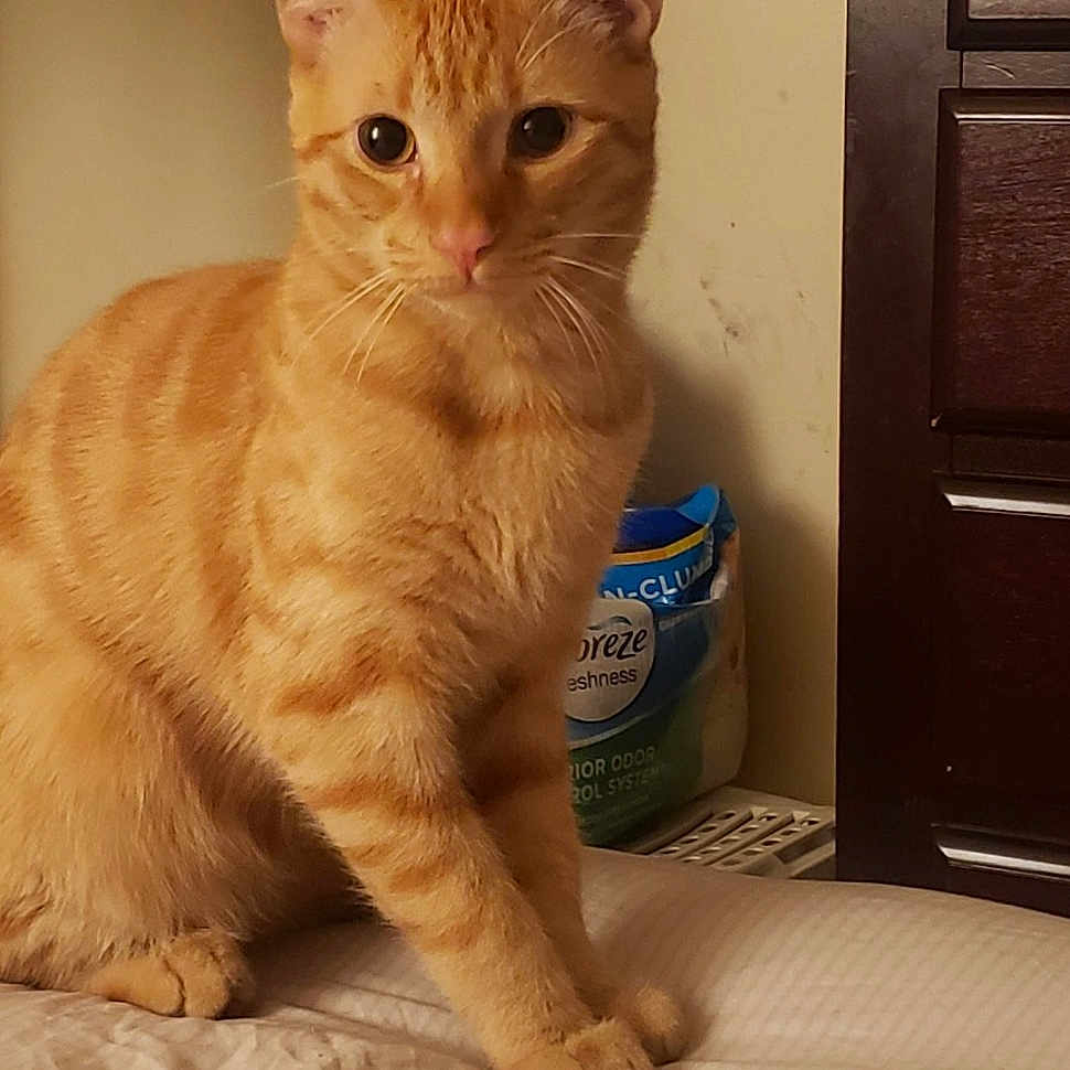 Roah is registered to the contest to win money with this photo: carnivore, cat, cat_supply, claw, comfort, domestic_short_haired_cat, door, fawn, felidae, fur, paw, pet_supply, sitting, small_to_medium_sized_cats, snout, tail, terrestrial_animal, whiskers, window, wood