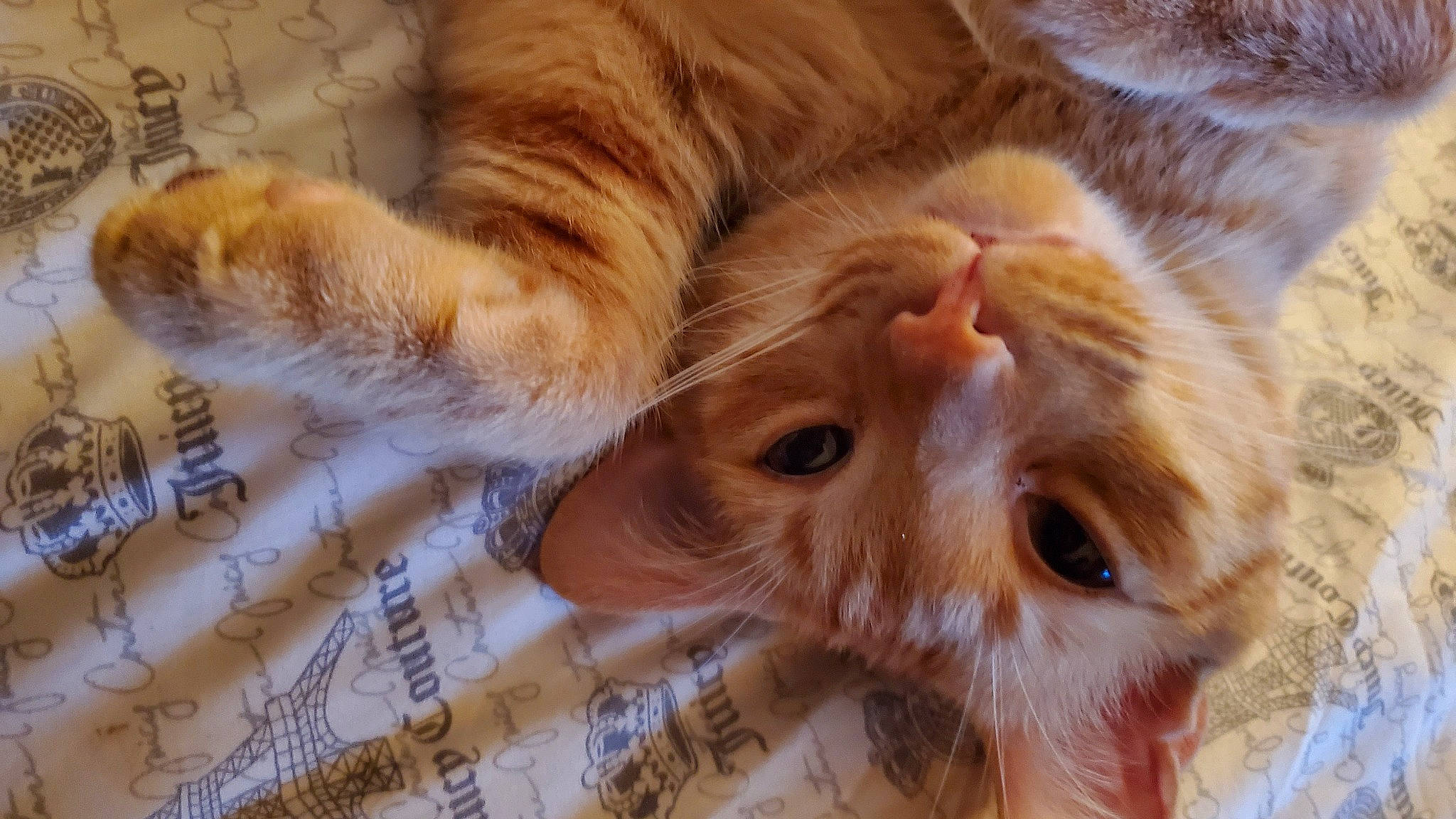 Roah is registered to the contest to win money with this photo: carnivore, cat, claw, domestic_short_haired_cat, ear, eyelash, fawn, felidae, fur, human_body, nose, pattern, paw, plaid, small_to_medium_sized_cats, snout, tail, tartan, whiskers