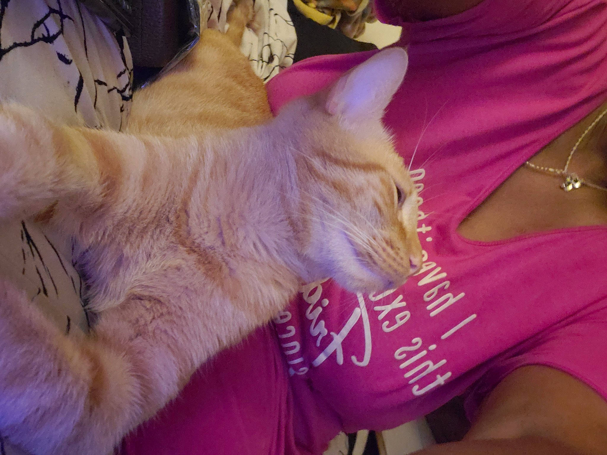 Roah joined the competition — help win amazing prizes! carnivore, cat, claw, comfort, domestic_short_haired_cat, fawn, felidae, finger, fur, gesture, human_leg, jewellery, magenta, nail, paw, pink, small_to_medium_sized_cats, t_shirt, tail, whiskers