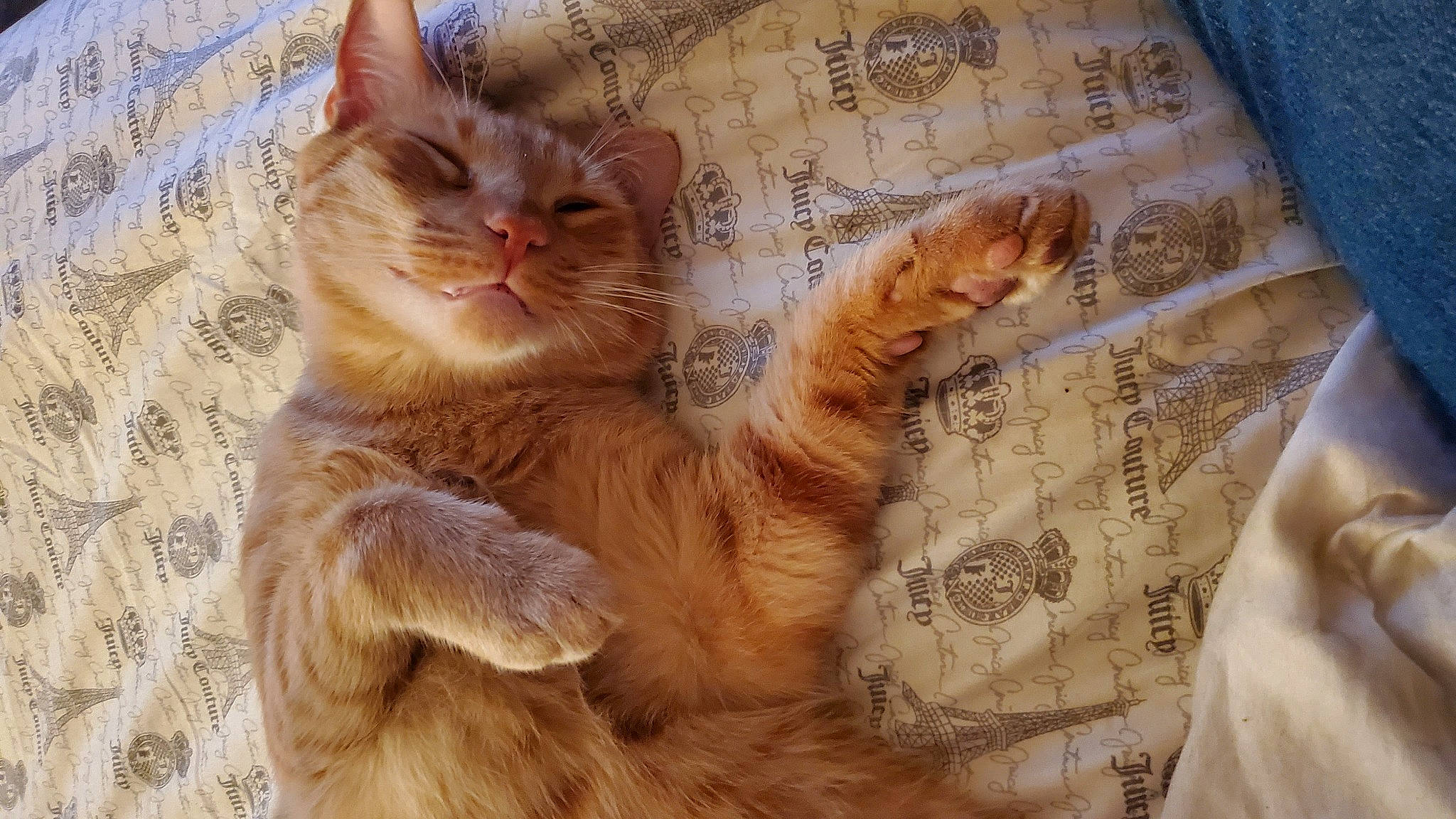 Roah joined the competition — help win amazing prizes! carnivore, cat, claw, domestic_short_haired_cat, fawn, felidae, fur, gesture, linens, pattern, paw, peach, small_to_medium_sized_cats, snout, tail, whiskers, wood