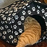 Roah is registered to the contest to win money with this photo: animal, black, cat, cozy, curious, domestic_cat, fabric, furniture, furry, hidden_face, home, indoor, orange_cat, paw_print_pattern, pet_house, resting, tabby, tail, white, wooden_floor