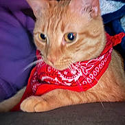 Roah joined the competition — help win amazing prizes! alert, animal, bandana, cat, closeup, cute, domestic_cat, ears, feline, fur, indoor, orange_tabby, pet, portrait, purple_background, red_bandana, relaxed, resting, soft_fur, whiskers